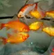 Карась Декоративный купить в Минске