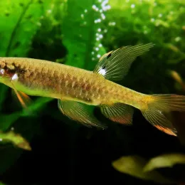 Копелла (копеина) Арнольда (Сopella arnoldi)
