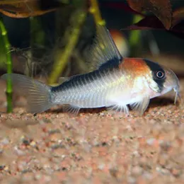 Коридорас Адольфа (Corydoras adolfoi)