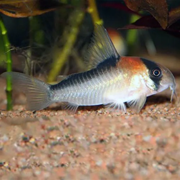 Коридорас Адольфа (Corydoras adolfoi) купить в Минске