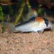 Коридорас Адольфа (Corydoras adolfoi) купить в Минске
