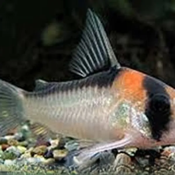Коридорас Адольфа (Corydoras adolfoi) купить в Минске