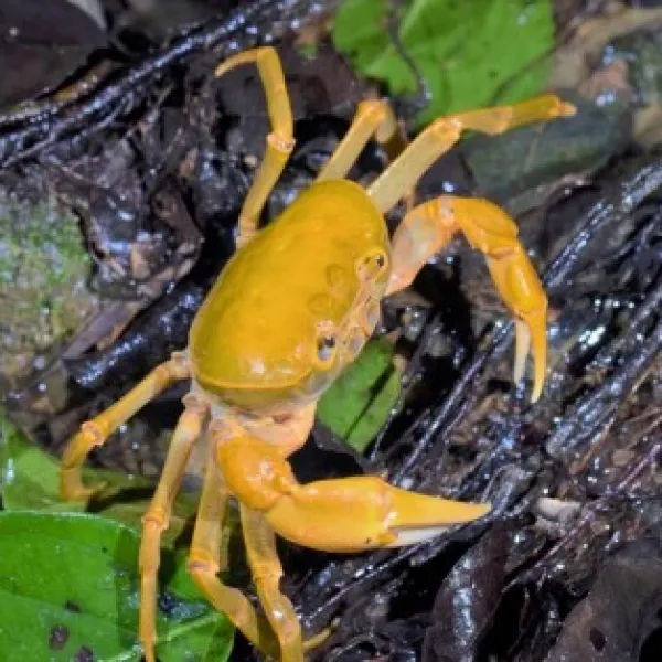 Краб банановый (Terrathelphusa Banana-Crab) купить в Минске
