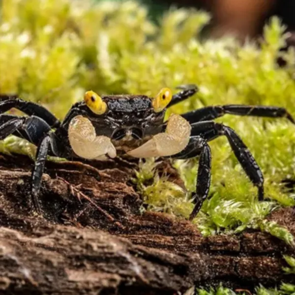 Краб Вампир "Желтоглазый" (VAMPIRKRABBE "YELLOW EYE" - GEOSESARMA SPEC.) купить в Минске