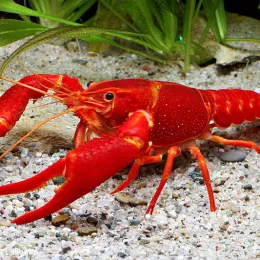 Красный калифорнийский (флоридский) рак - Procambarus clarkii
