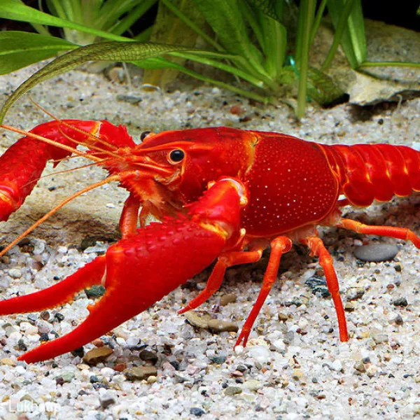 Красный калифорнийский (флоридский) рак - Procambarus clarkii купить в Минске