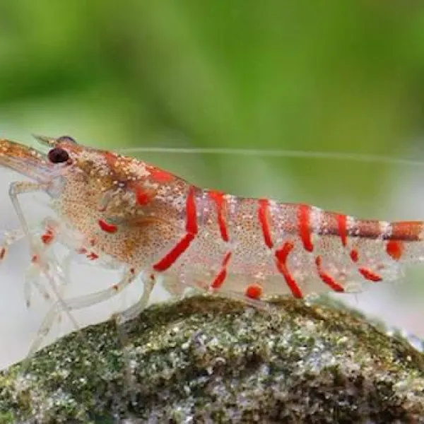 Креветка Красный тигр (Caridina cantonensis sp. "Red Tiger") купить в Минске