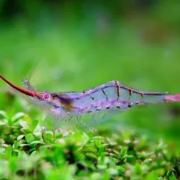 Креветка Пиноккио (Caridina gracilirostris)