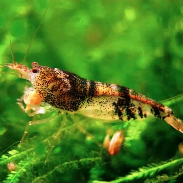 Креветка Кардина Шмель (Caridina cf. breuiata) зебра, полосатая купить в Минске