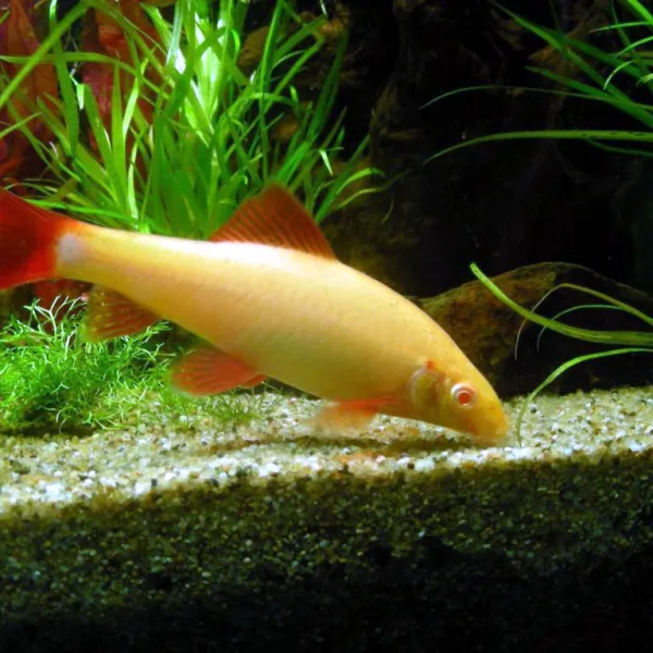 Лабео Белый Альбино купить в Минске