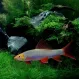 Лабео Glo Fish Голубой купить в Минске