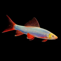  Лабео Glo Fish Голубой