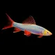 Лабео Glo Fish Голубой купить в Минске