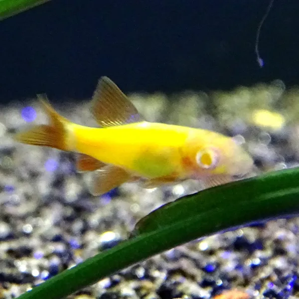 Лабео Glo Fish Жёлтый  купить в Минске