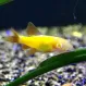 Лабео Glo Fish Жёлтый  купить в Минске