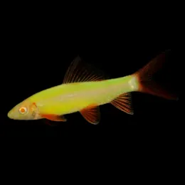  Лабео Glo Fish Жёлтый 