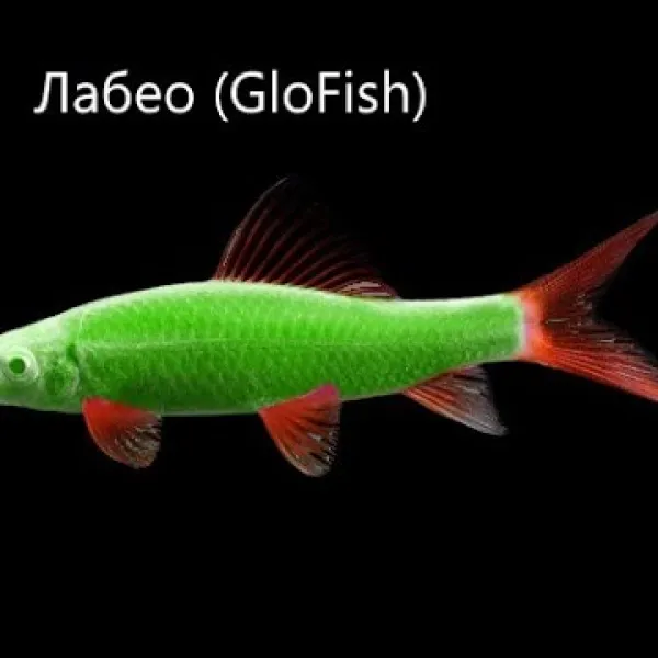 Лабео Glo Fish Зелёный купить в Минске