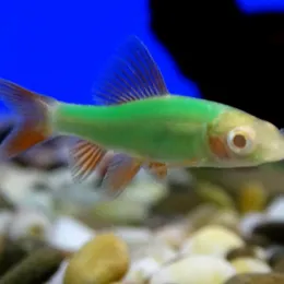  Лабео Glo Fish Зелёный