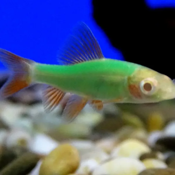 Лабео Glo Fish Зелёный купить в Минске