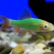 Лабео Glo Fish Салатовый купить в Минске