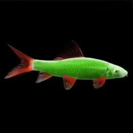  Лабео Glo Fish Салатовый