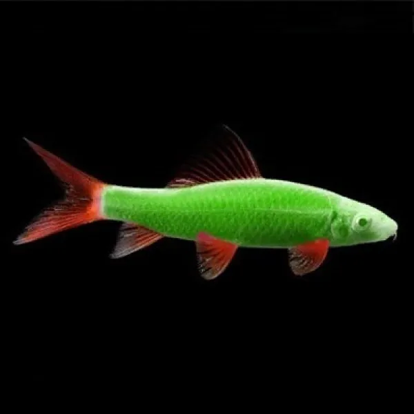 Лабео Glo Fish Салатовый купить в Минске