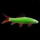 Лабео Glo Fish Салатовый купить в Минске