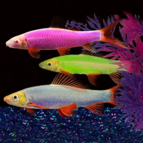 Лабео Glo Fish Фиолетовый купить в Минске