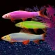 Лабео Glo Fish Фиолетовый купить в Минске
