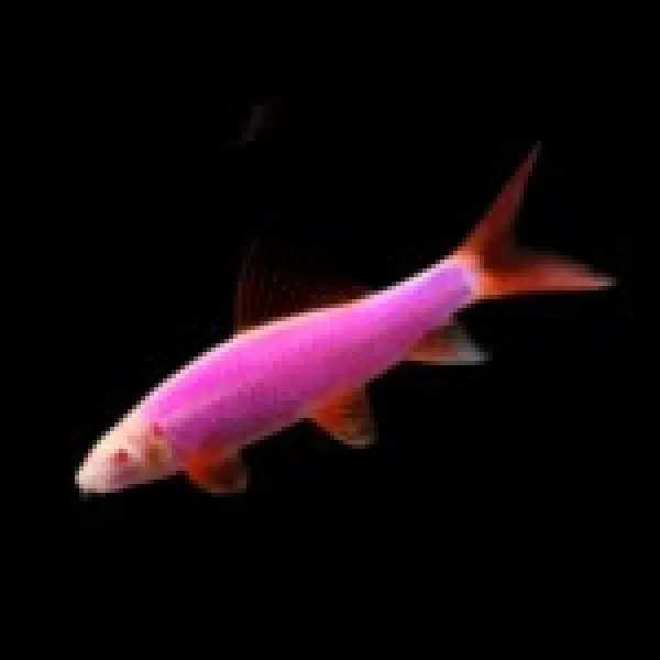 Лабео Glo Fish Фиолетовый купить в Минске