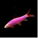 Лабео Glo Fish Фиолетовый купить в Минске