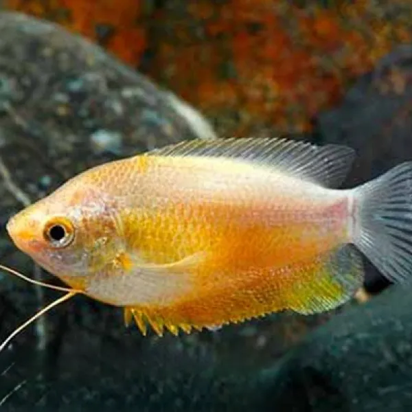 Лябиоза Сансет (Trichogaster labiosa) купить в Минске