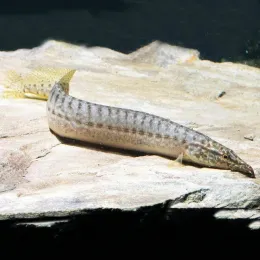 Макрогнатус Панкалус (Macrognathus pancalus)