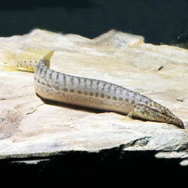 Макрогнатус Панкалус (Macrognathus pancalus) купить в Минске