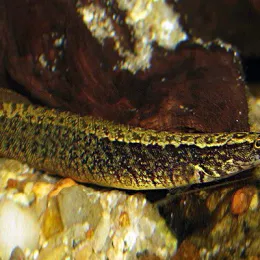 Мастацембел Кофейный (Mastacembelus Circumcinctus)
