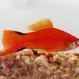 Меченосец Красная Комета купить в Минске