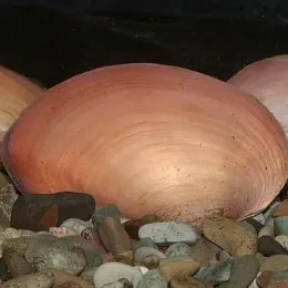 Мидия розовая или Моллюск расписная двустворка (Scabies mussel)