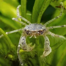 Mini Краб Паук (Limnopilos naiyanetri)