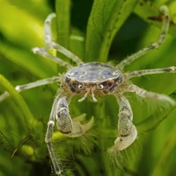 Mini Краб Паук (Limnopilos naiyanetri) купить в Минске