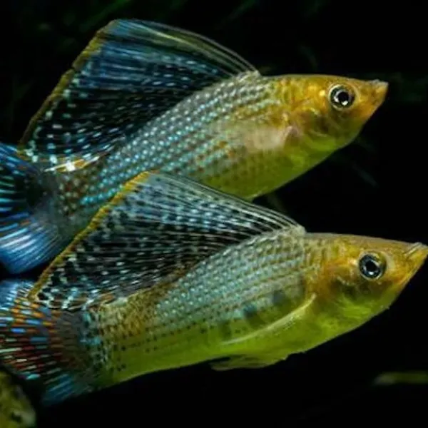 Моллинезия Велифера Зеленая (лат. Poecilia velifera) купить в Минске