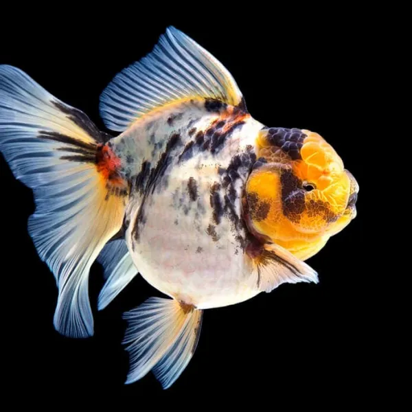 Золотая рыбка Оранда Калико XL (Goldfish Oranda calico) купить в Минске