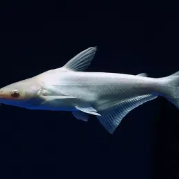 Пангасиус Альбинос (Pangasius sutchii) Акулий Сом