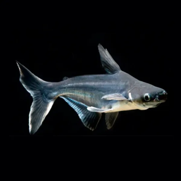 Пангасиус Высокоплавничный (Pangasius sanitwongsei) Акулий Сом купить в Минске