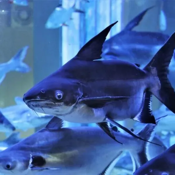 Пангасиус Высокоплавничный (Pangasius sanitwongsei) Акулий Сом купить в Минске