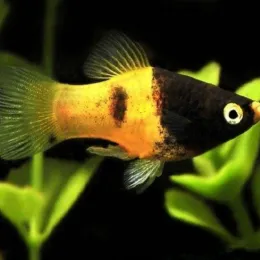Пецилия Пчелка (Xiphophorus maculatus)