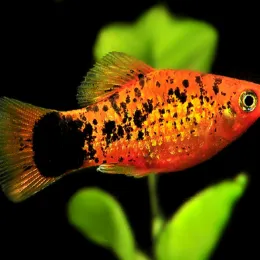 Пецилия Рижская (Xiphophorus maculatus)