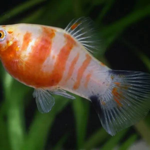 Пецилия Тигровая купить в Минске