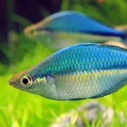 Радужница озёрная меланотения (Melanotaenia lacustris)