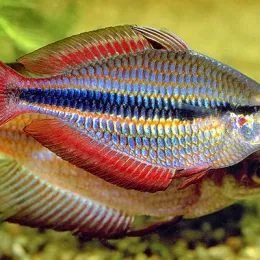 Радужница трехполосая Melanotaenia trifasciata