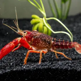 Радужный калифорнийский (флоридский) рак - Procambarus clarkii